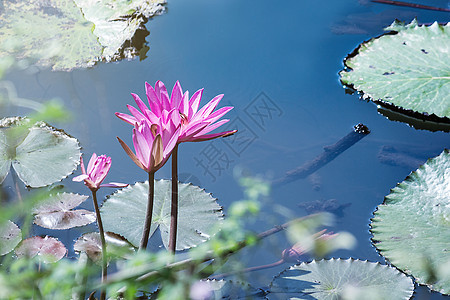 美丽的水 莲花花 在绿叶的池塘中植物群叶子紫色花园花瓣百合水池植物粉色公园图片