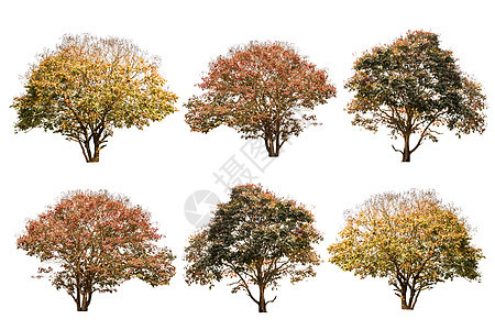 秋天在白色背景上孤立的一连串大树图片