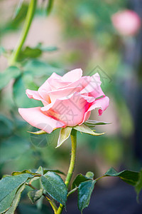 花园里美丽的粉红色玫瑰 情人节的玫瑰图片