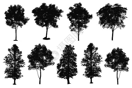 白色背景上隔离的树木光影集集图集叶子生态多叶生活花园幼苗衬套森林季节生长图片