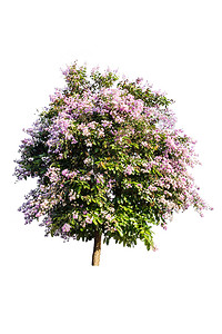 白底隔离的紫色树青血病绿色白色生长生态植物群树干花瓣环境植被叶子图片