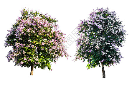 白底隔离的紫色树青血病绿色植物群叶子植被环境白色生态植物生长木头图片
