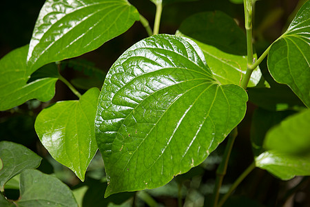野生金叶绿叶Leafbush树蔬菜吹笛者叶子小伙子环境草本植物花园植物力量食物图片