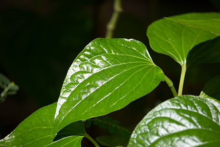 野生金叶绿叶Leafbush树花园环境季节植物食物蔬菜吹笛者叶子力量小伙子图片