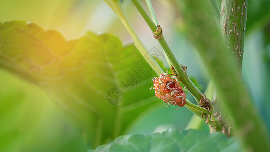 成熟木浆果水果营养红色院子植物藤蔓收成叶子美食季节绿色图片