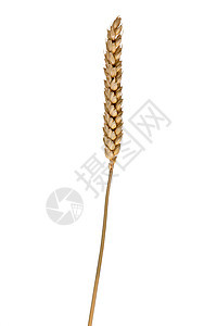 独耳小麦粮食面包耳朵农业收成玉米植物稻草谷物面粉图片