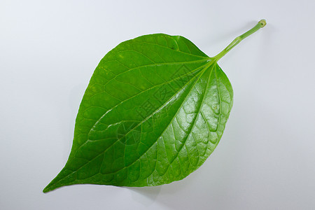 孤立的野生金属Leafbush树绿叶植物蔬菜小伙子叶子食物环境草本植物花园季节力量图片