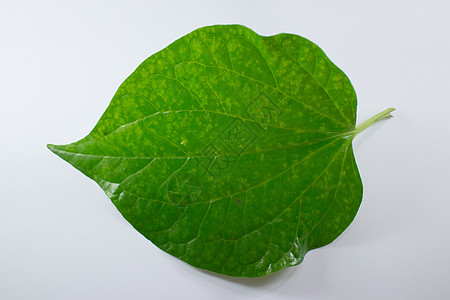 孤立的野生金属Leafbush树绿叶小伙子蔬菜力量叶子花园植物环境季节食物吹笛者图片