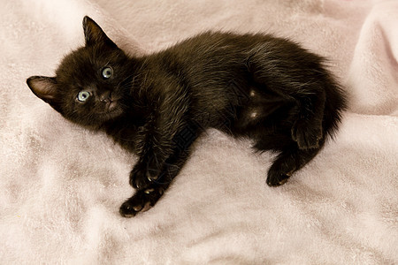 睡沙发上的黑小黑猫黑猫虎斑小猫毛皮猫咪猫科动物宠物动物眼睛婴儿图片