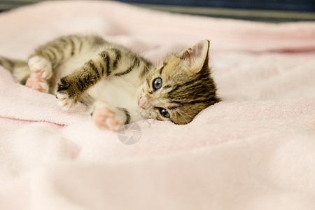 毯子上带老虎条纹的猫橙子虎斑猫科动物毛皮玩具小猫动物粉色宠物猫咪图片