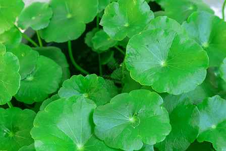 特写积雪草或 gotu kola 在她花园环境白色植物仙草生长叶子自然季节科拉图片