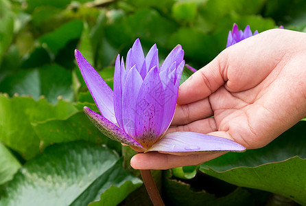 手在池塘上握着紫色莲花图片