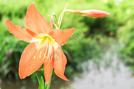 埋藏美丽的花朵 大自然模糊不清的芭蕾舞图片