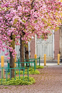 粉红色开花的樱花鲜花街文化花园风景街道草地小路植物群季节大街公园图片