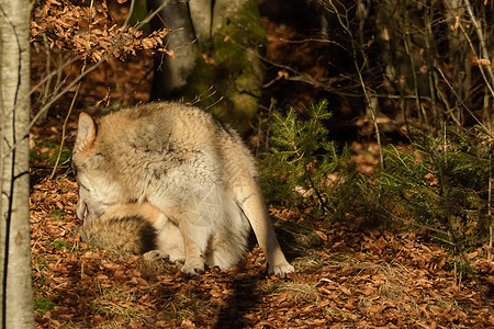 森林中的狼群生物食肉木头动物园公园毛皮捕食者鼻子猎人荒野图片