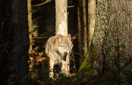 森林中的狼群木头捕食者生物荒野动物学旅行猎人眼睛公园狼疮图片