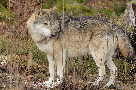 森林中的狼群哺乳动物动物园木头荒野俘虏捕食者猎人鼻子食肉犬类图片