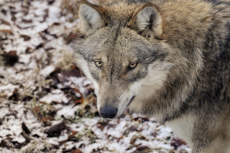 森林中的狼群眼睛荒野猎人鼻子公园捕食者生物食肉狼疮野生动物图片