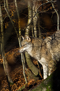 森林中的狼群荒野捕食者犬类俘虏猎人动物园木头动物食肉鼻子图片