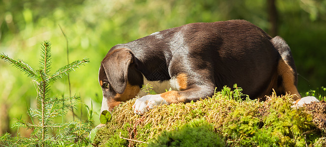 Appenzeller小狗在撒谎等待着食物动物犬类宠物公园运动踪迹学习狗粮朋友图片