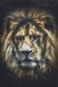 黑背景的狮子头领图片