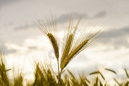田间 作物田地的贝利耳朵农场麦穗食物农村环境面包农作物植物粮食图片