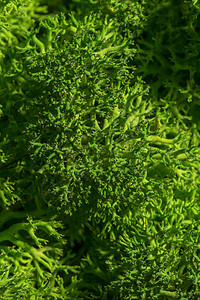 驯鹿苔藓墙绿墙装饰地衣绿色石蕊宏观生长植物群植物绿化叶子图片
