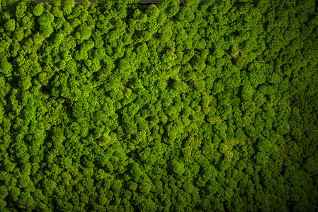 老楼驯鹿苔藓墙绿墙装饰地衣植物群叶子绿色植物石蕊生长绿化宏观背景