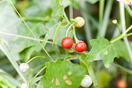 索兰姆氏素药草树和水果蔬菜绿色物质红色食物内阁药品茄子圆形草药图片