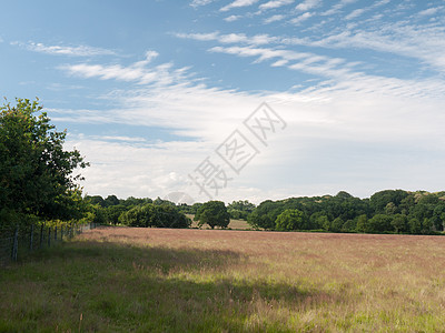 在阳光明媚的日子里 一片田地空旷宁静环境农场风景农田场地国家天空蓝色土地植物图片