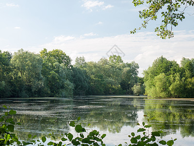 夏季湖边风景 有树木 云彩 藻类和反射场公园旅行反射场景池塘天空生态森林荒野叶子图片