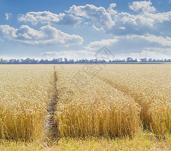 用云与天对面的小麦田食物种植天空面包农作物产量植物季节耳朵场地图片