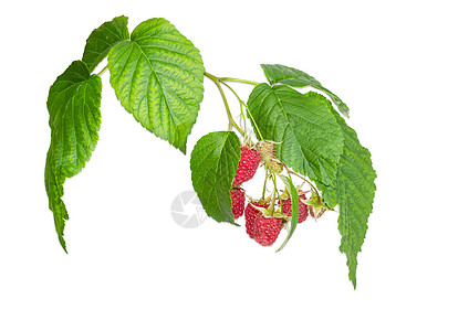 带浆果的草莓分支背景图片