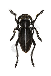 白色背景上的长角甲虫 arenarium Scopoli 1763野生动物鞘翅目动物群昆虫昆虫学博物馆荒野动物学收藏动物图片