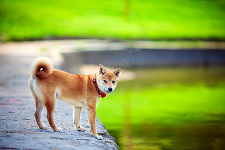 一个绿色花园里的年轻青春犬类哺乳动物纯种狗褐色嘴巴听力警觉主题家畜动物背景图片