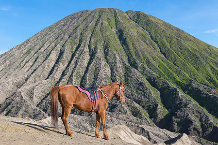 京打马尼火山在的布罗莫火山 上的马风景国家背包旅行享受动物陨石沙漠公园自由背景