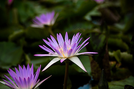 池塘中莲花的美丽情调植物冥想蓝色公园百合花朵季节植物群花园图片