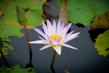 水彩荷花池塘中莲花的美丽花瓣植物学叶子百合热带季节花朵花园绘画宏观背景