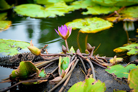 水彩荷花池塘中莲花的美丽冥想公园热带蓝色植物群荷花水彩花园叶子绘画背景
