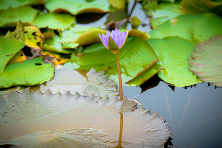 池塘中莲花的美丽花朵花瓣季节叶子公园情调植物群荷花热带蓝色图片