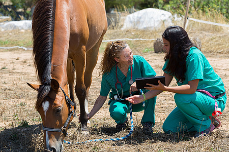 农场上的兽医马微笑哺乳动物外科医生女性药品场地牧场女士诊断图片