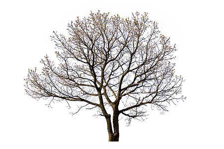 白背景的枯树绝缘木头季节植物树枝橡木寓言分支机构死亡树叶环境图片