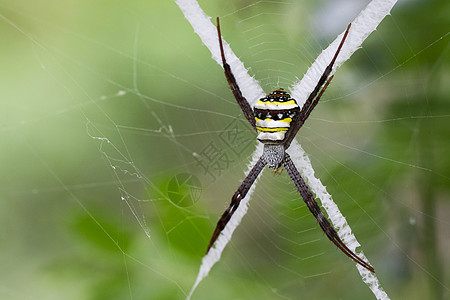 多色蜘蛛图像生活昆虫针织捕食者生物危险宏观荒野猎人网络背景图片