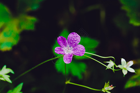 美丽森林的紫花缝合图片