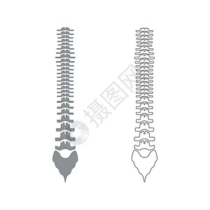 人类脊椎灰色的图标图片