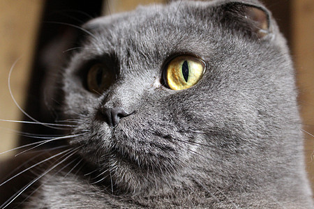 苏格兰猫的美丽美貌蓝色小猫灰色眼睛毛皮动物工作室黄色折叠背景图片