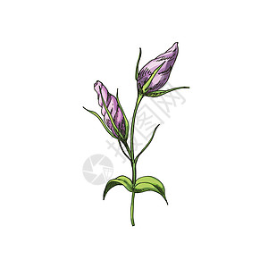 手画Eustoma花园花朵 在白色背景上隔离 植物矢量说明手绘树叶婚礼插图草图玫瑰植物学打印作品紫色图片