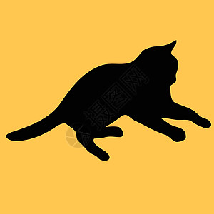 猫集合矢量 silhouett动物冒充哺乳动物草图尾巴小猫阴影猫科动物黑色插图图片