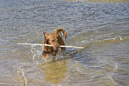 海滩上玩狗狗游戏太阳喜悦牙齿速度朋友游泳热情伴侣快乐动物图片