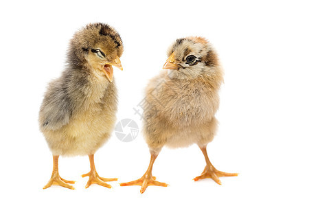 白色背景的两只鸡小鸡羽毛动物火鸡黄色婴儿家禽新生翅膀母鸡图片